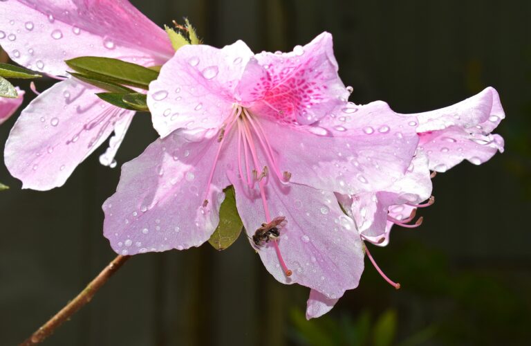 honeybee in azalea 2238920 1920 Copy