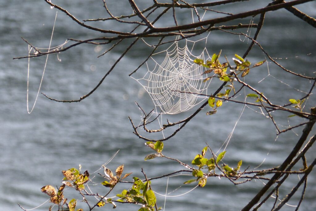 spider web g7805df2fb 1920 Copy