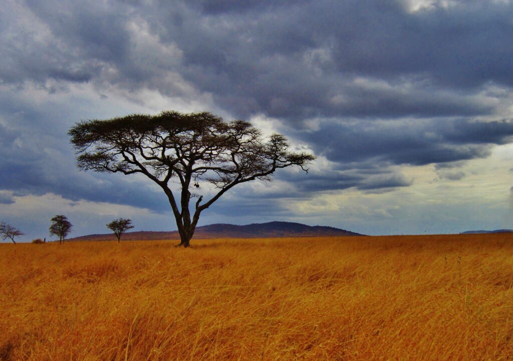 acacia tree 277352 1920 Copy