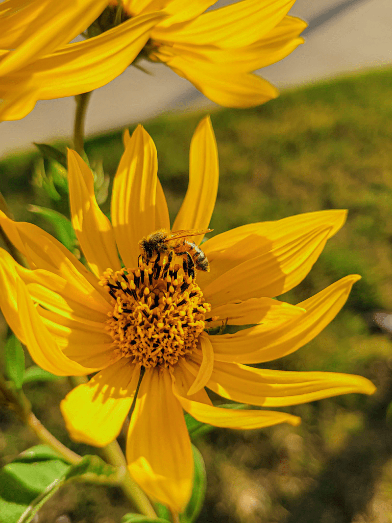 bee 8061863 1280 Copy