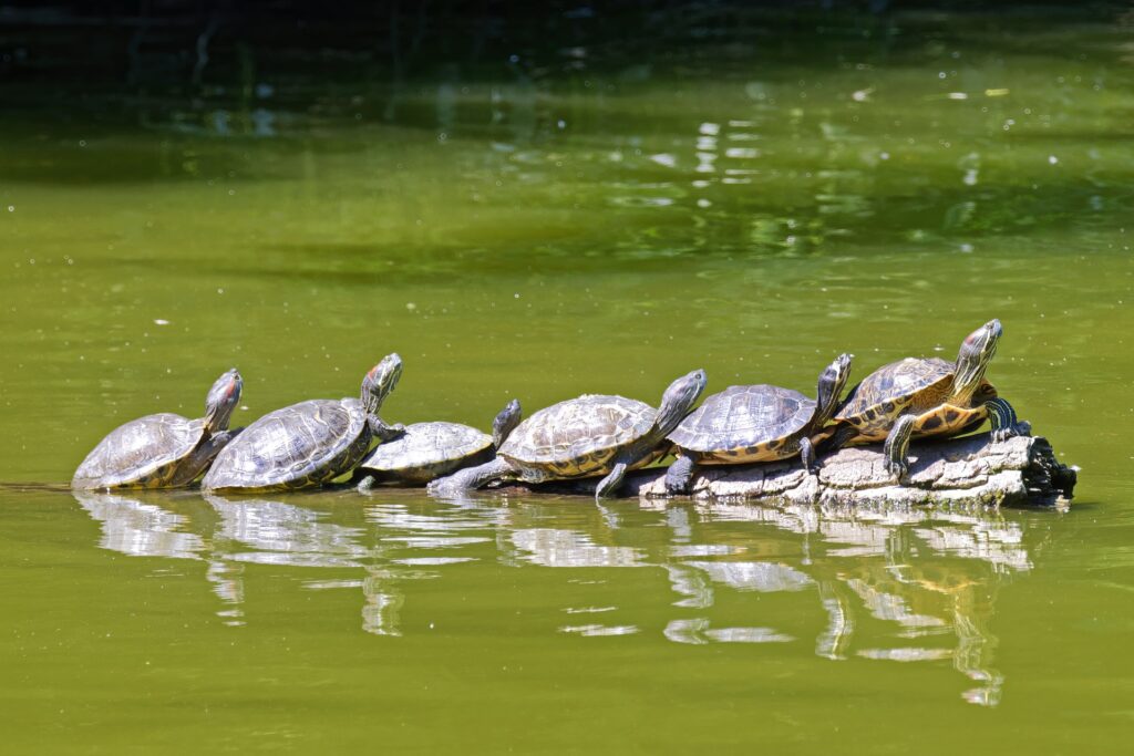 turtles 6185138 1920 Copy